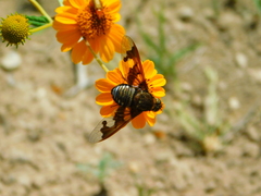 Exoprosopa pueblensis