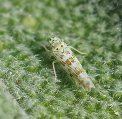 Eupteryx