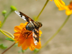 Exoprosopa pueblensis