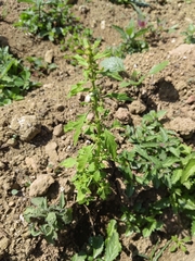 Dysphania graveolens