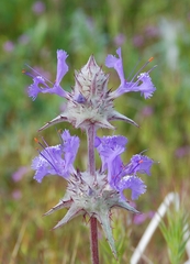 Salvia carduacea