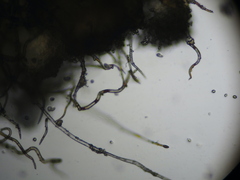 Monilinia