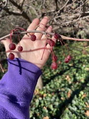 Amelanchier arborea arborea