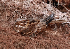 Caprimulgus ruficollis