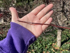 Amelanchier arborea arborea
