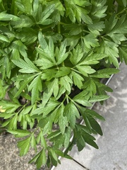 Petroselinum crispum