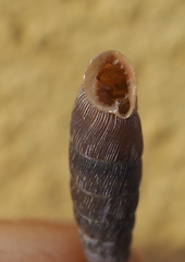 Clausiliinae