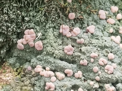 Icmadophila ericetorum