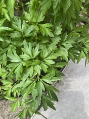 Petroselinum crispum