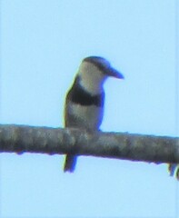 Notharchus hyperrhynchus