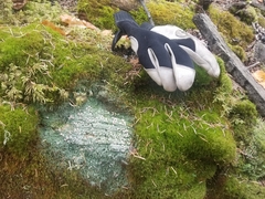 Icmadophila ericetorum