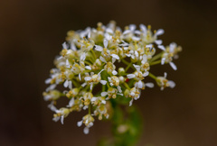 Lepidium latifolium