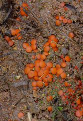 Scutellinia uliginosa