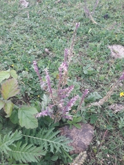 Odontites vernus