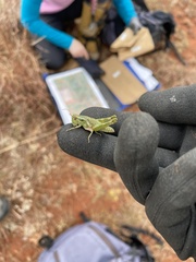 Campylacantha olivacea