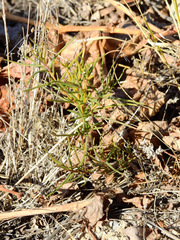 Senecio subulatus erectus