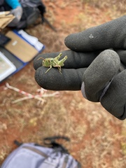 Campylacantha olivacea