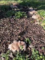Clitocybe brunneocephala