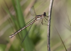 Lestes australis