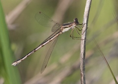 Lestes australis