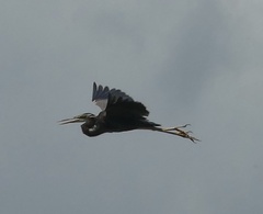 Ardea