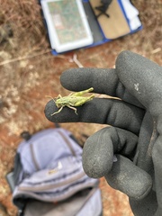 Campylacantha olivacea