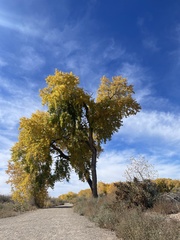 Populus deltoides