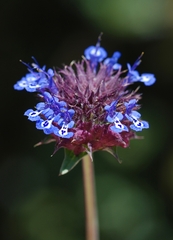 Salvia columbariae