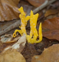 Agaricomycotina