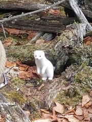 Mustela