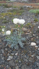 Argemone hunnemannii