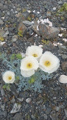 Argemone hunnemannii