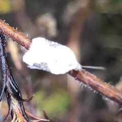 Acleris subnivana