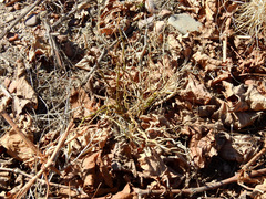 Prosopis flexuosa