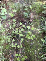 Coprosma rotundifolia