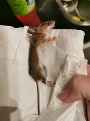 Apodemus flavicollis