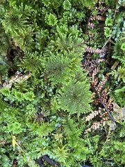 Dendrohypopterygium filiculiforme