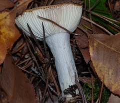 Russula claroflava
