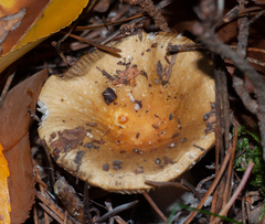 Russula claroflava