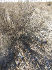 Prosopis flexuosa