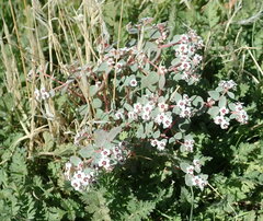 Euphorbia melanadenia