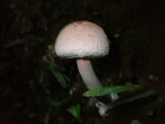 Boletellus