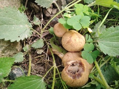 Armillaria borealis