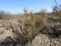 Hualania colletioides