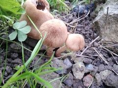 Armillaria borealis