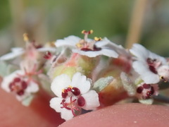 Euphorbia melanadenia