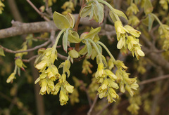 Stachyurus