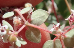 Euphorbia melanadenia