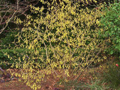 Stachyurus