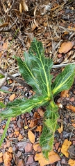 Lichtensteinia lacera